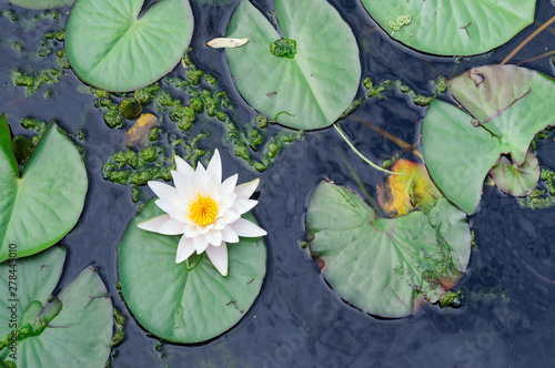 White water Lily in the pond of the Park, Nymphaea alba.