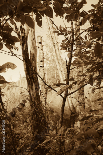 Fototapeta Naklejka Na Ścianę i Meble -  Stare połamane drzewa nad strumykiem