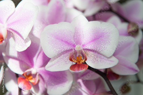 orchid. tender lilac and white orchid flower. purple orchid background. spring and summer flowers. gardening. floral background. flower shop concept. freshness and beauty. spa salon