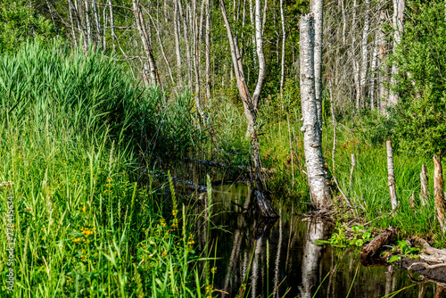 Fototapeta Naklejka Na Ścianę i Meble -  Stare powichrowane drzewa nad strumykiem