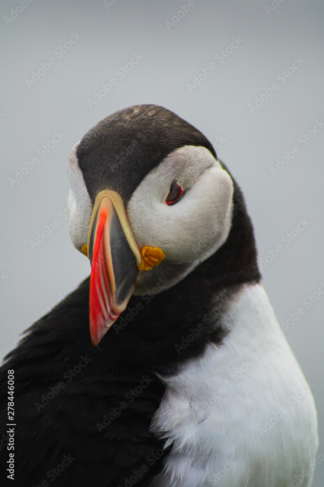 Naklejka premium Close up/detailed portrait view of head of Arctic or Atlantic Puffin bird with orange beak. White background. Latrabjarg cliff, Westfjords, Iceland