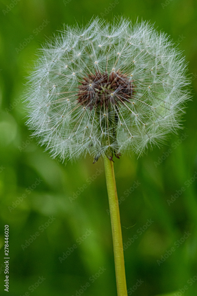 Fototapeta premium Pissenlit 3