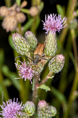 Ackerdistel mit Bockkäfer  photo