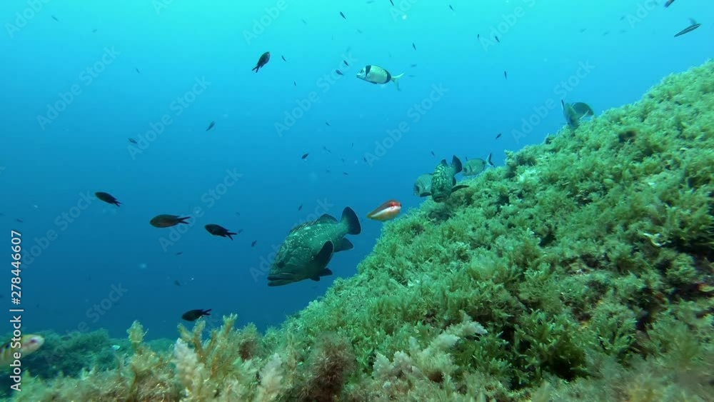 Nature underwater Grouper fishes in a reef Nature underwater Grouper fishes in a reef