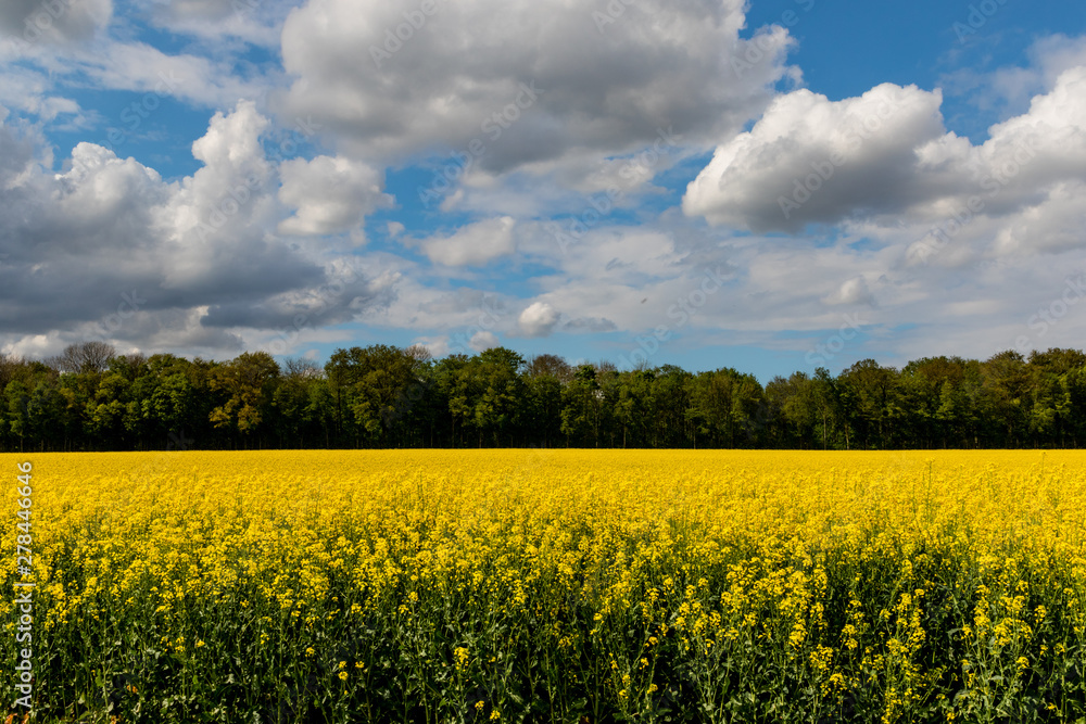 Obraz premium Colza