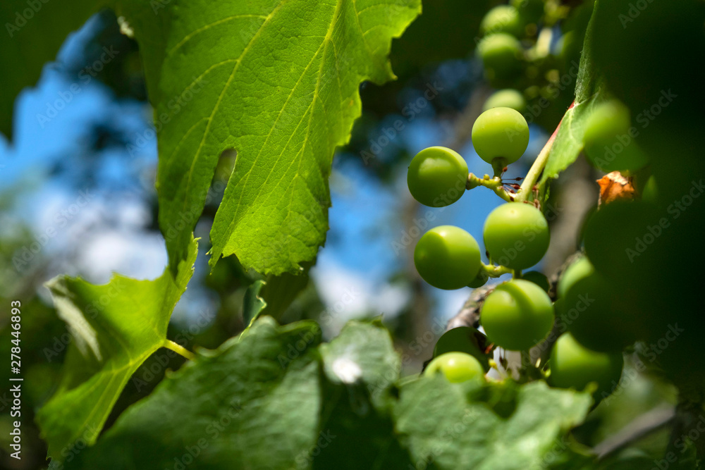 Green grapes in the garden on the branches, on a sunny day. Natural background.