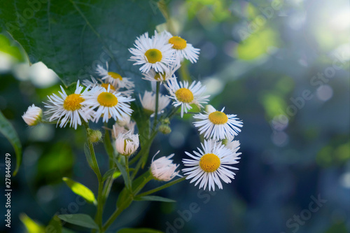 Daisy flowers in a botanical garden, wild flowers.