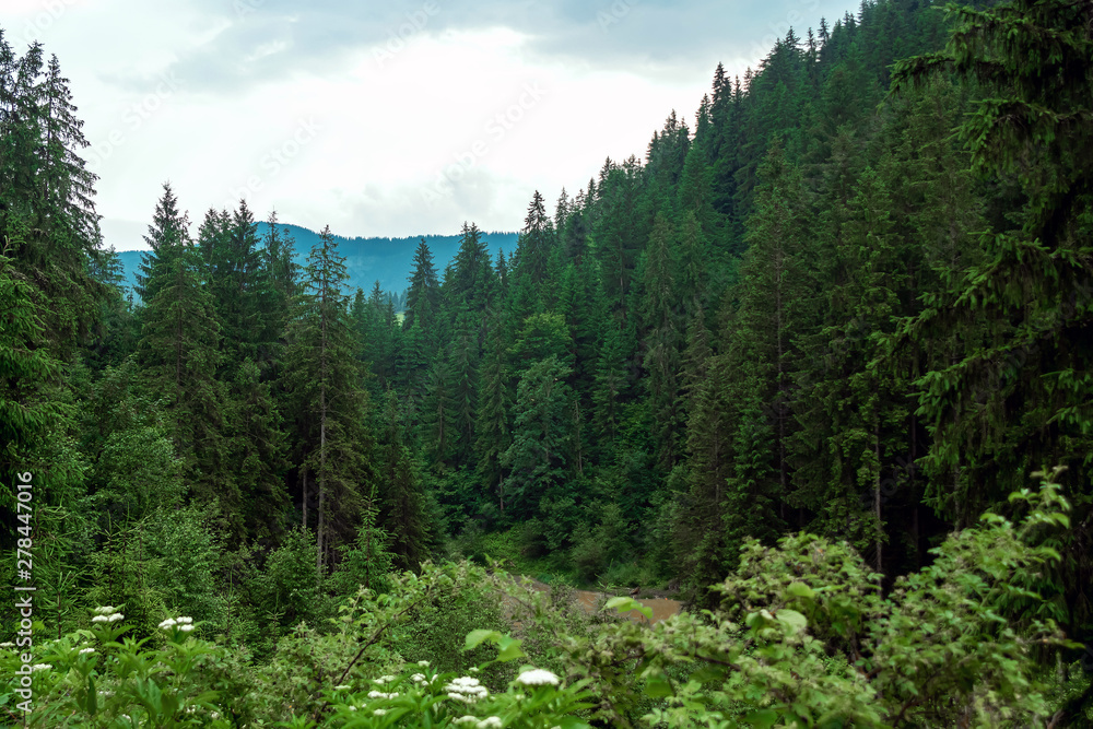 Mountain, beautiful summer landscape, forest in the mountains, summer. Ukraine, the Carpathian Mountains. Concept of travel, tourism, holidays, vacation Mountain, beautiful summer landscape, forest in the mountains, summer. Ukraine, the Carpathian Mountains. Concept of travel, tourism, holidays, vacation