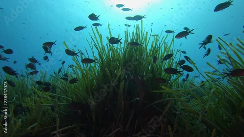 Backlight underwater scene with damselfishes in a posidonia field - Scuba diving in Majorca Spain photo