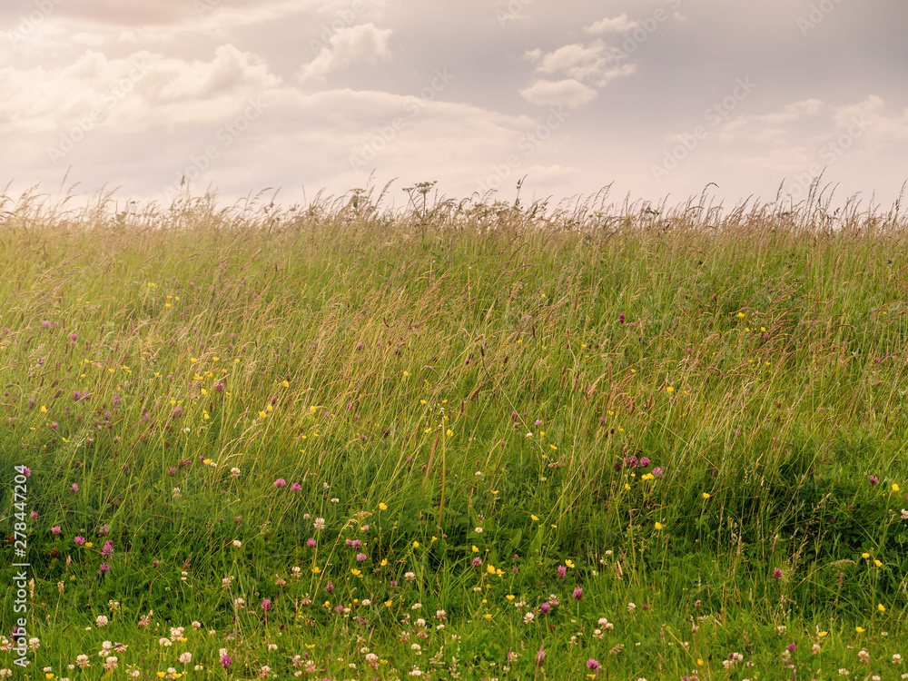 Flowers and a grass in a field, Summer pasture, Warm colors, sunny day, Cloudy sky.