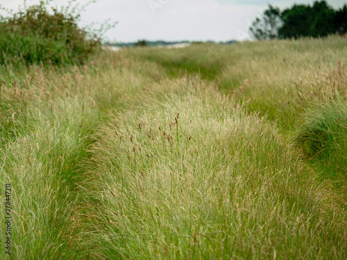 Tall green grass in a field, Summer time landscape.
