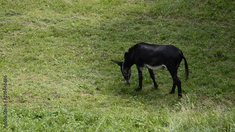 A donkey in captivity moves in the meadow enclosed by its owners. Wear a blinker to protect him from the annoying flies that buzz around him constantly. A donkey in captivity moves in the meadow enclosed by its owners. Wear a blinker to protect him from the annoying flies that buzz around him constantly.