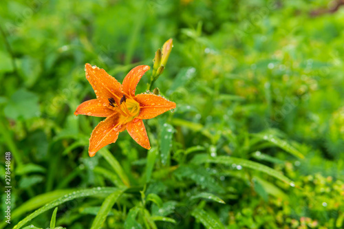 orange day-lily flower in raindrops