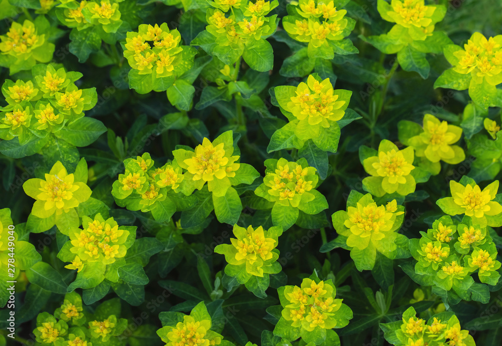 Bright yellow milkweed bushes on a green background in the garden. Floral pattern. Cushion spurge, euphorbia epithymoides on a Sunny day. Garden plants, top view Bright yellow milkweed bushes on a green background in the garden. Floral pattern. Cushion spurge, euphorbia epithymoides on a Sunny day. Garden plants, top view