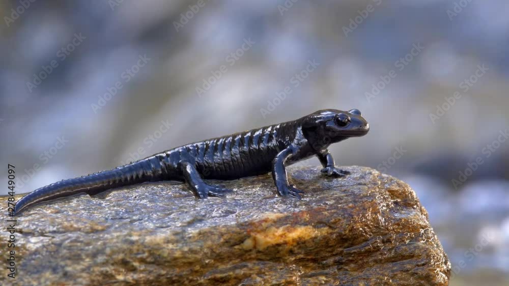 Alpine salamander (Salamandra atra) in mountain stream Alpine salamander (Salamandra atra) in mountain stream