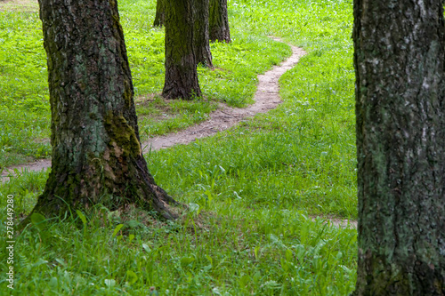 A path in the Park among the trees  a narrow path in the summer forest