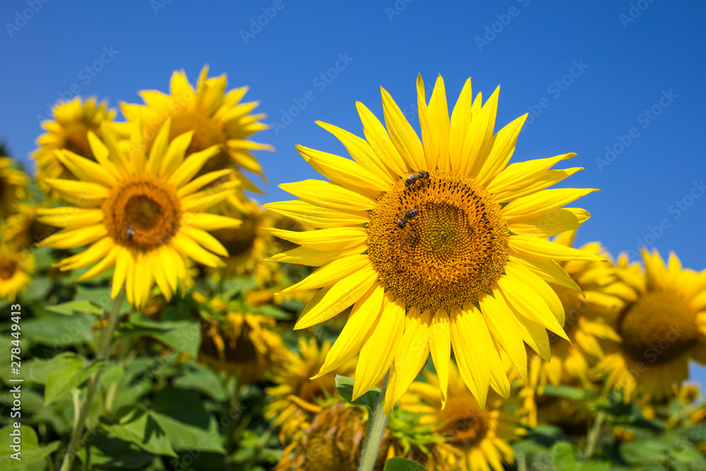 Sunflower natural background. Sunflower blooming. Close-up of sunflower.