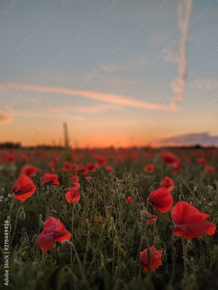 Poppy against a sunset