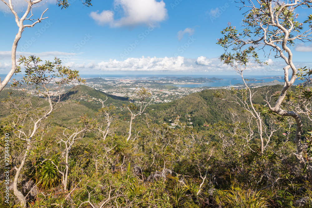 twisted trees growing in rainforest in New Caledonia with view of Noumea and Pacific Ocean twisted trees growing in rainforest in New Caledonia with view of Noumea and Pacific Ocean
