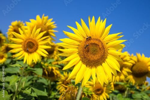 Sunflower natural background. Sunflower blooming. Close-up of sunflower. © bukhta79