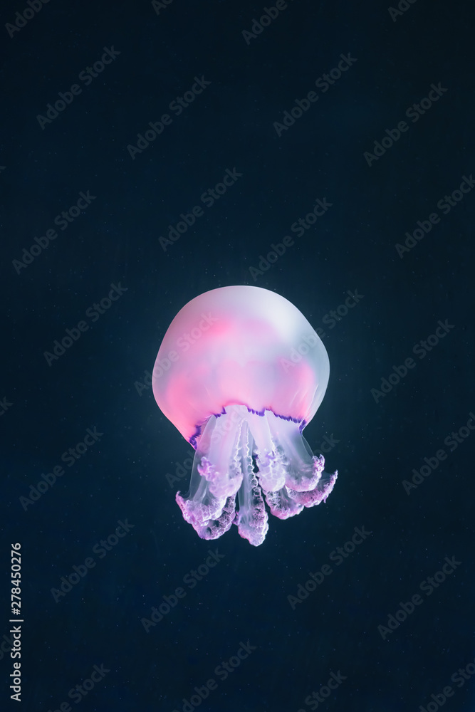 purple jellyfish rhizostoma pulmo underwater purple jellyfish rhizostoma pulmo underwater