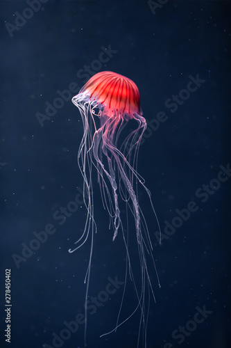 glowing jellyfish chrysaora pacifica underwater © nikkytok