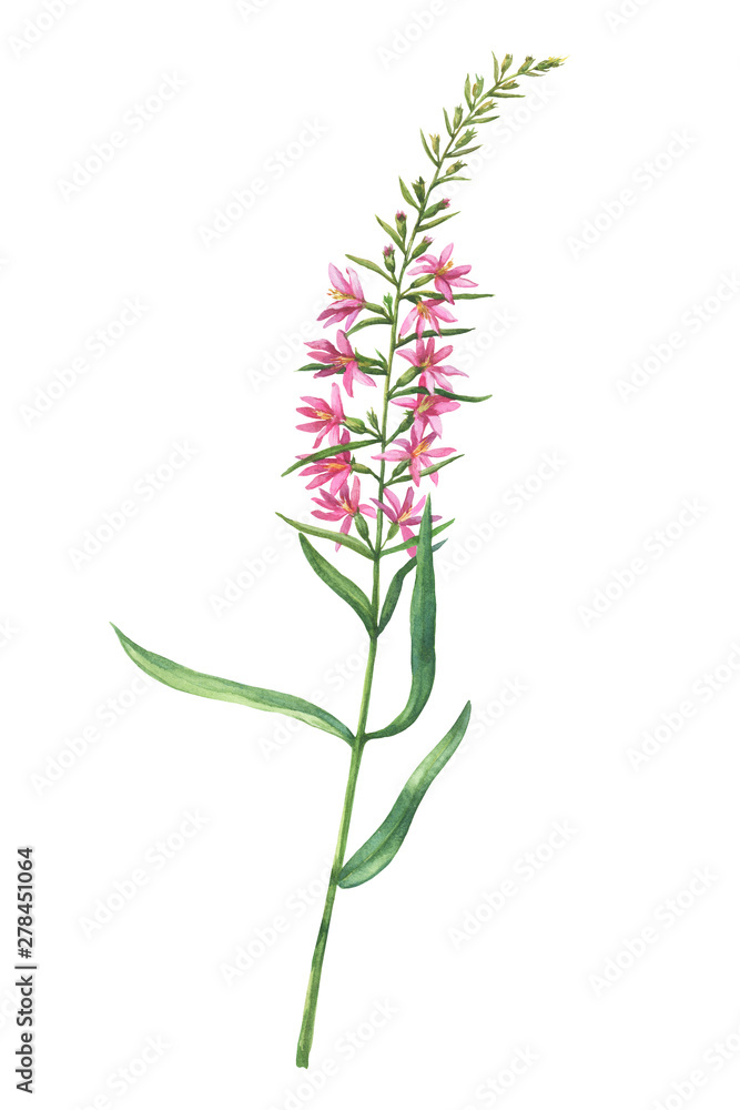 Fototapeta premium Branch with pink Chamaenerion angustifolium flower (fireweed, Russian Tea, Ivan Chai, Blooming sally and rosebay willowherb). Watercolor hand drawn painting illustration, isolated on white background.