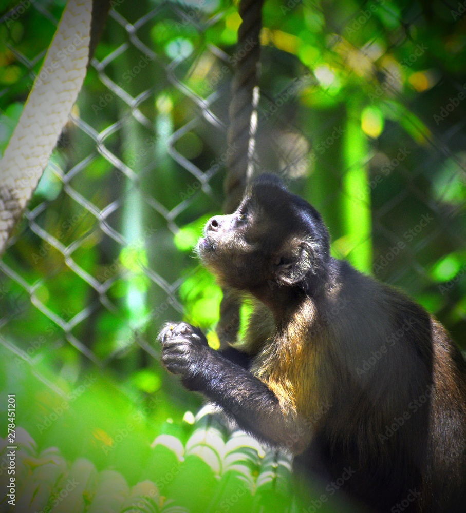 Fototapeta premium Monkey Looking Up