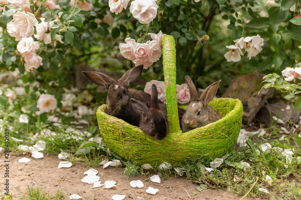 black rabbits in a green basket on a beautiful floral background outdoors