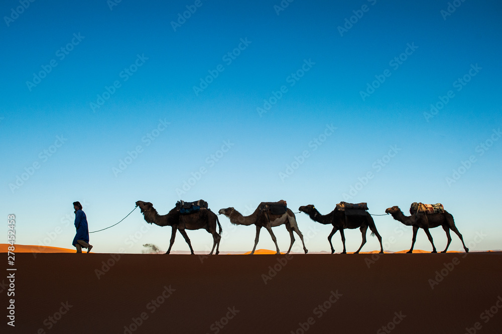 Fototapeta premium Camel caravan going through the sand dunes in the Sahara Desert