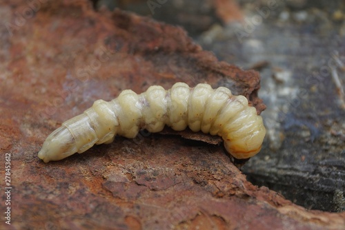 one large long white larva lies on the brown bark