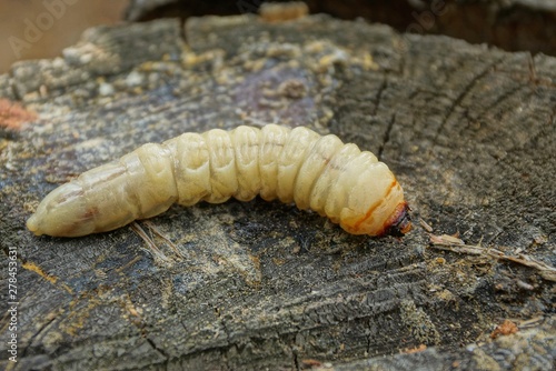 one large long white larva lies on gray wood in the forest