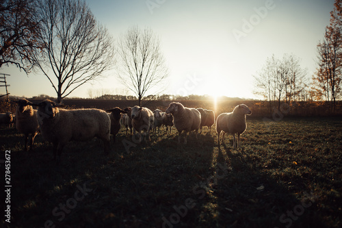 Schafe Sonnenuntergang Herbst