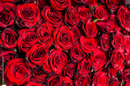 Fototapeta Naklejka Na Ścianę i Meble -  Bouquet of one hundred red roses. Celebration of engagement or wedding
