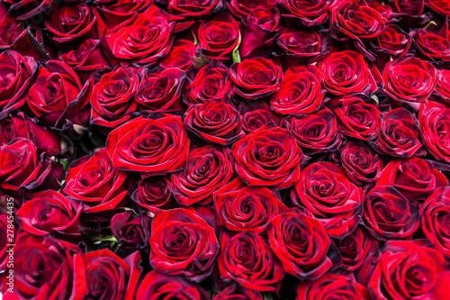 Bouquet of one hundred red roses. Celebration of engagement or wedding