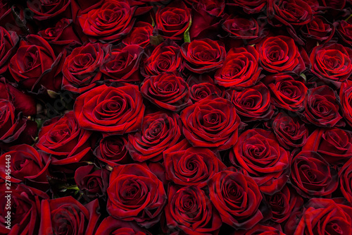 Bouquet of one hundred red roses. Celebration of engagement or wedding © alipko