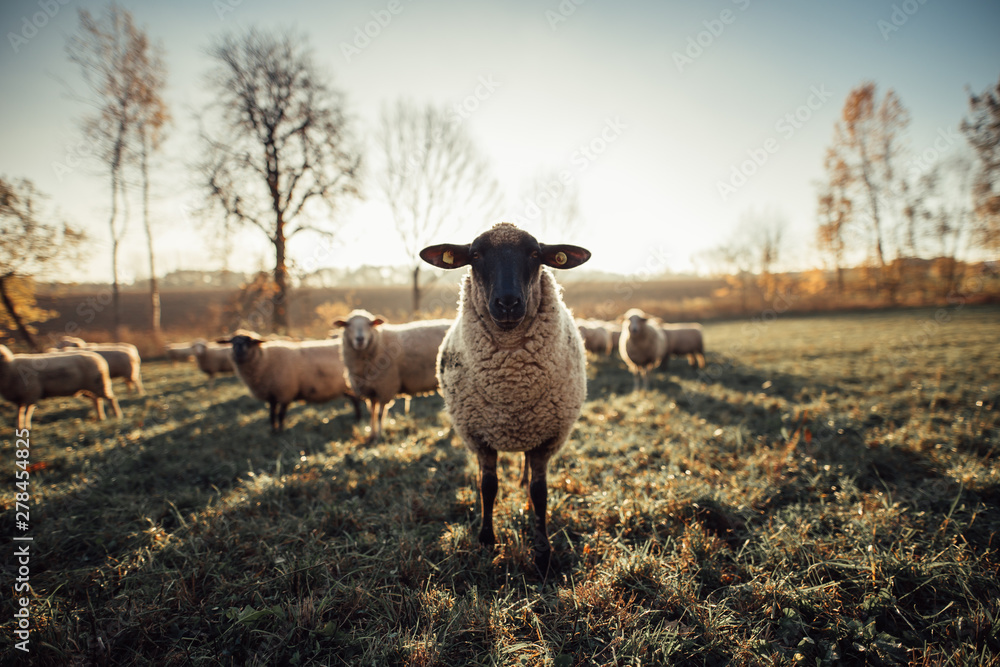 Fototapeta premium Schafe Sonnenuntergang Herbst