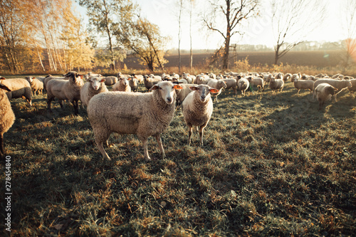 Schafe Sonnenuntergang Herbst