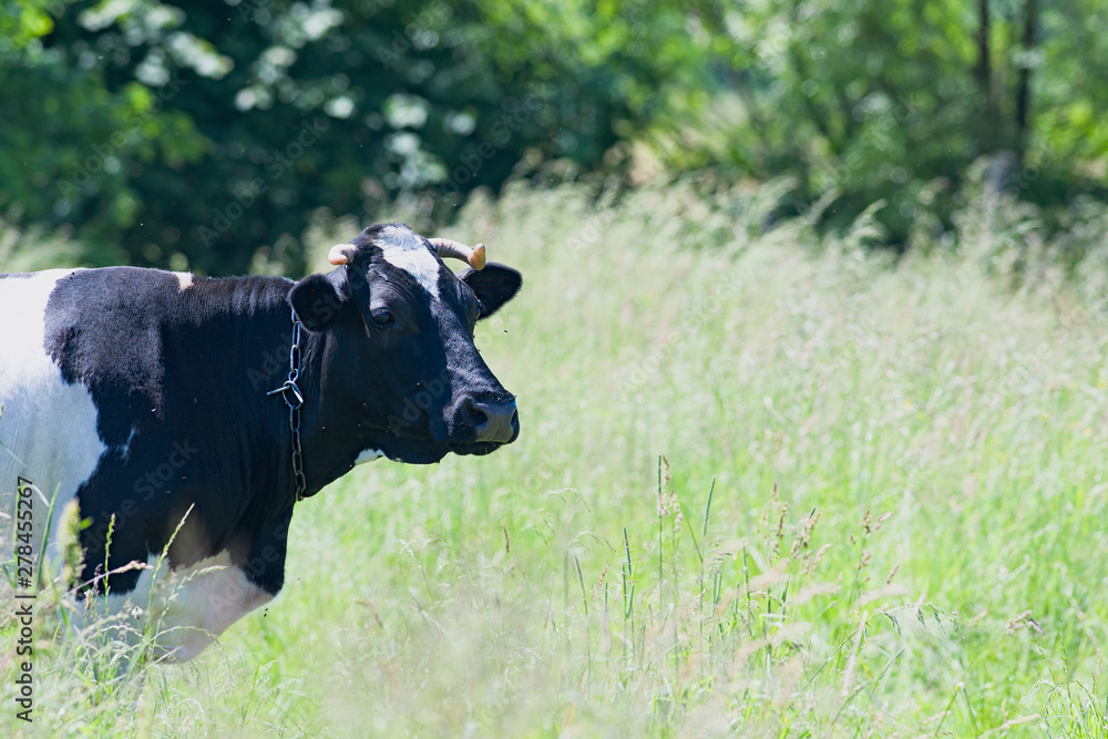 Fototapeta premium cow is on meadow