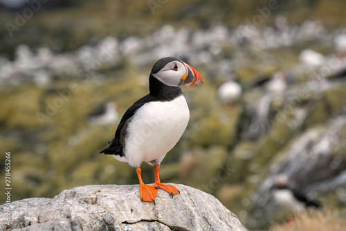 Young puffin standing on a rock, Farne Islands, Great Britain © Lori Labrecque