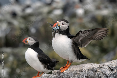 Two puffins standing on a rock, one with sand eels in its mouth, flapping its wings, getting ready to fly - Farne Islands, Great Britain © Lori Labrecque