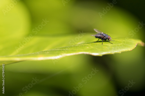 Obraz na płótnie Fly on leaf. Blue bottle fly insect close-up. Selective focus.