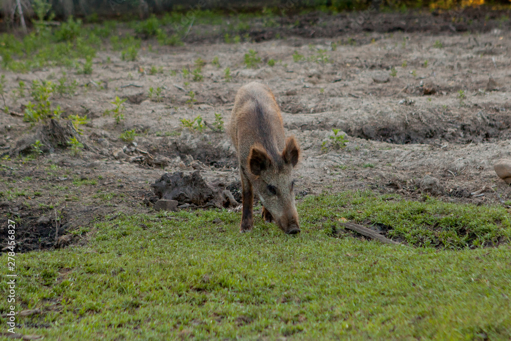 Family Group of Wart Hogs Grazing Eating Grass Food Together. Family Group of Wart Hogs Grazing Eating Grass Food Together.