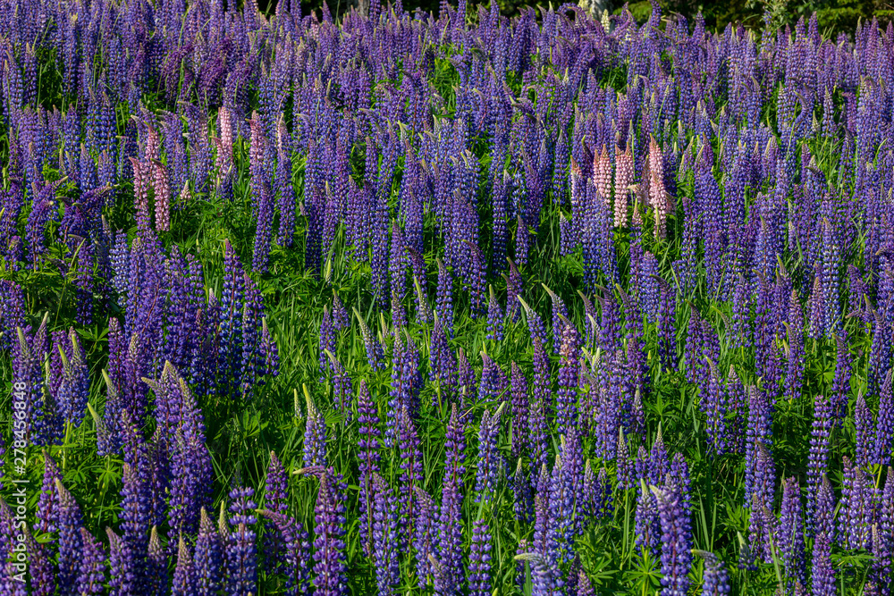 Naklejka premium Lupine field in Northern Minnesota, horizontal