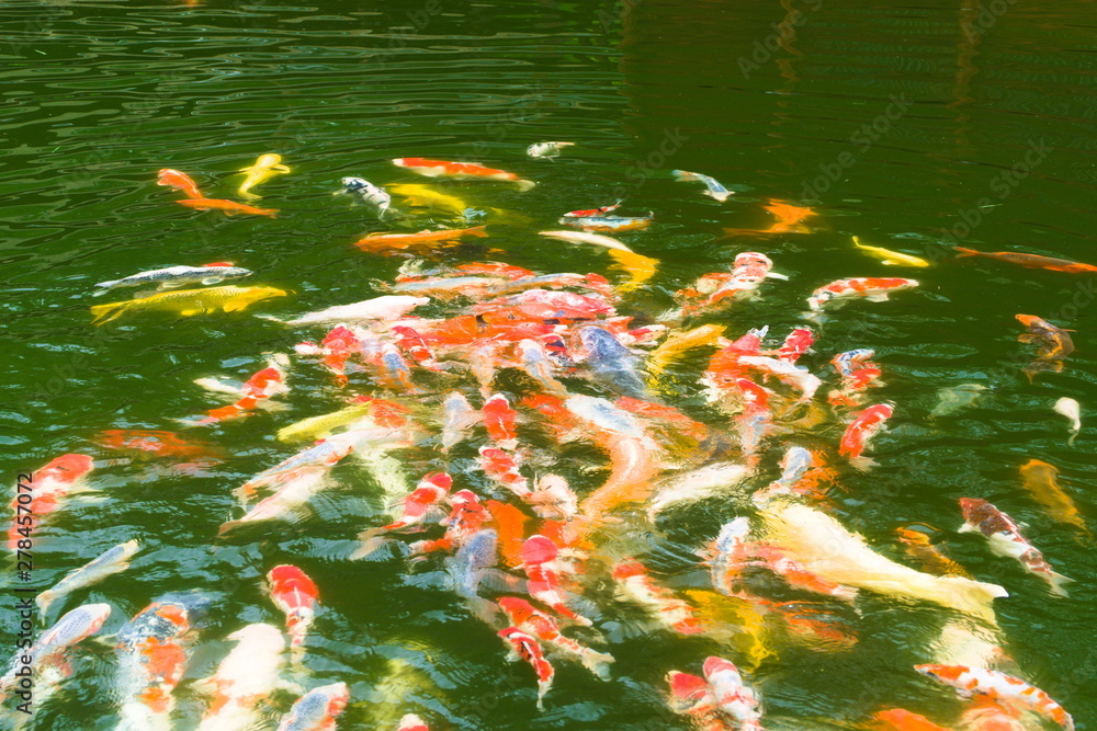 koi fish in pond