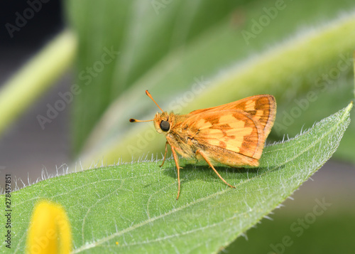 a Peck's Skipper Butterfly, polites peckius, resting on a leaf. photo
