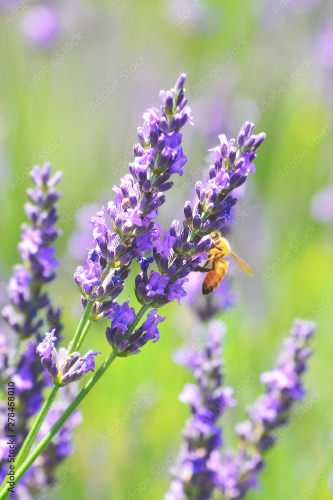 Obraz premium lavender love2