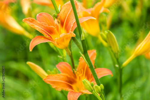 Lily flowers blooming in the garden. Orange lilies. Favorite gardeners flowers