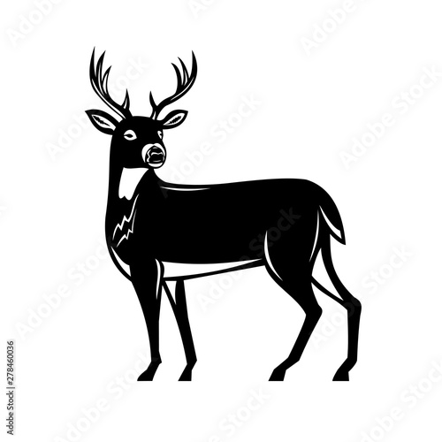 Retro woodcut style illustration of a white-tailed buck deer, whitetail or Virginia deer, a medium-sized deer native to North and South America side view on isolated background done black and white.