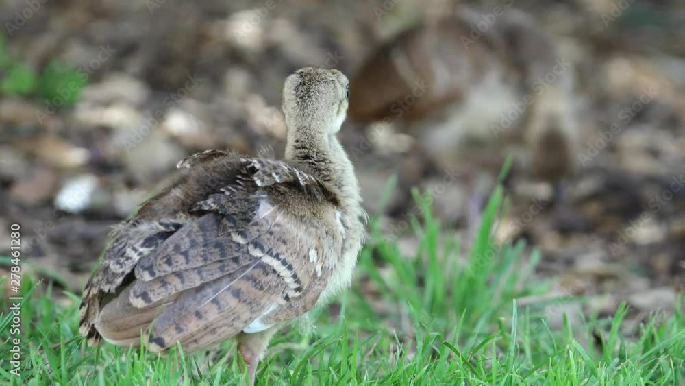 Close up shot of baby peacock peacock on meadow Close up shot of baby peacock peacock on meadow